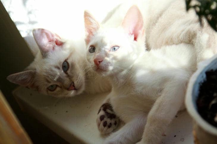 Как познакомить кошек правильно: пошаговый план для мирного сосуществования кот