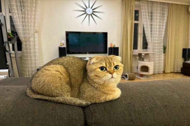 Почему кот разбрасывает корм: инстинкты питомца, о которых должен знать каждый хозяин кот