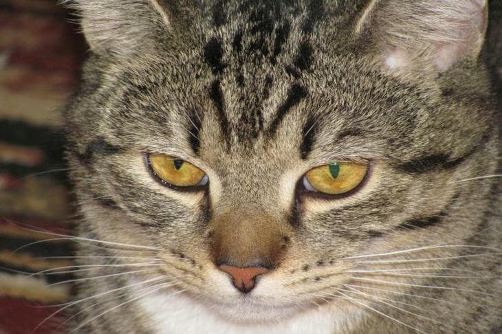 Как прочитать кошачий поцелуй: почему она медленно моргает именно на вас кот