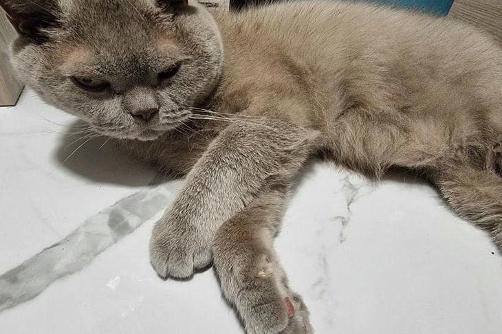 Что будет, если кошка увидит свое отражение: 3 типа реакций, которые раскрывают ее интеллект кот