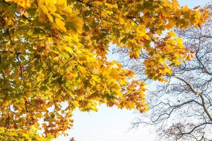 Какой сегодня праздник: 5 октября 2025 года природа