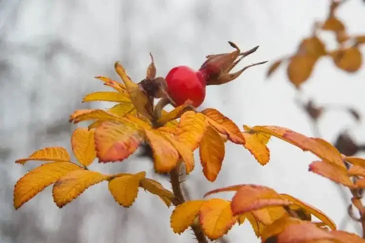 Какой сегодня праздник: 6 октября 2025 года природа