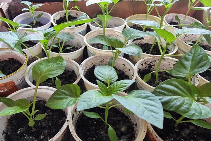 Что будет, если полить рассаду томатов сладкой водой: разбор главных рисков для молодых растений рассада