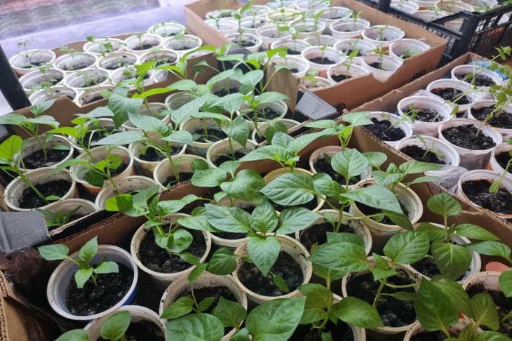 Почему молоко может навредить рассаде: разбираем популярный миф и последствия для почвы рассада