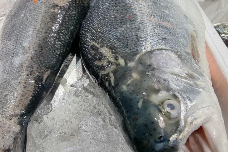 Как избавиться от запаха рыбы на кухне: проверенные методы для посуды и воздуха рыба