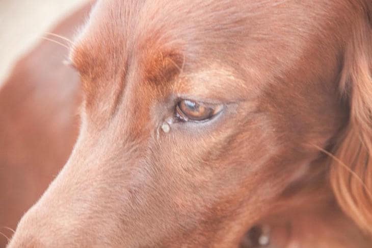 Почему собака лижет лапы после улицы: 5 причин, о которых должен знать каждый хозяин собака