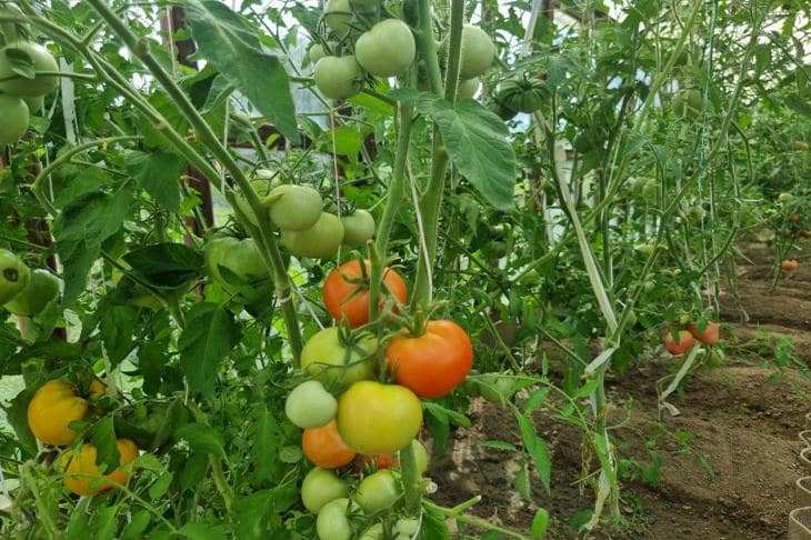 Почему скручиваются листья у помидоров в теплице: 5 главных причин от агрономов и как их исправить томат