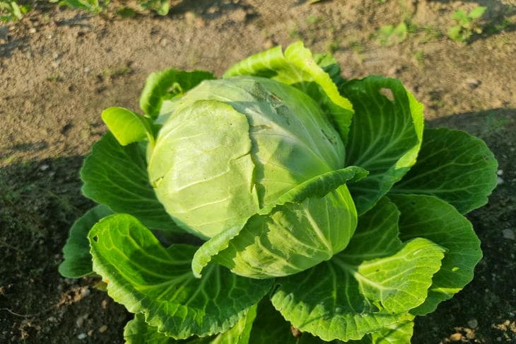 Почему стоит положить дрожжи в лунку при посадке капусты: забытый секрет мощной рассады капуста