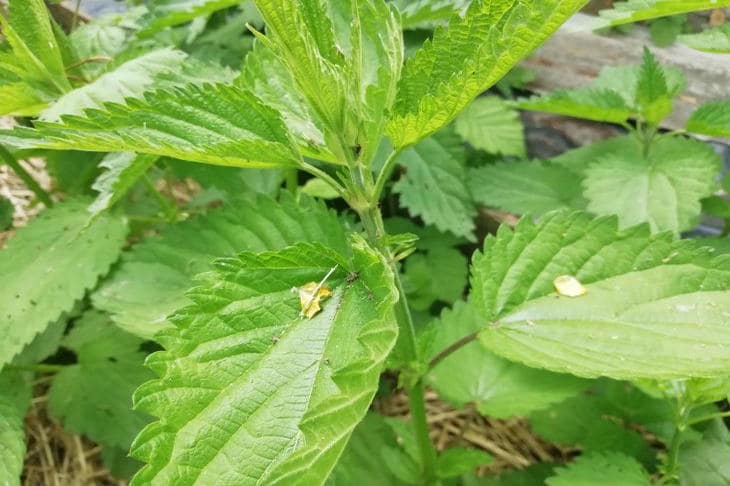 Почему крапива — лучший друг садовода: превращение сорняка в эликсир для растений крапива