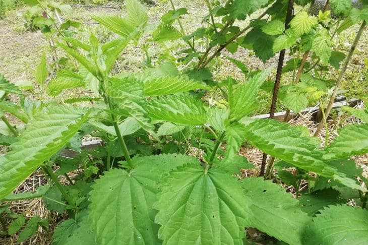 Почему крапива жжется не просто так: превращаем сорняк в эликсир для огорода крапива