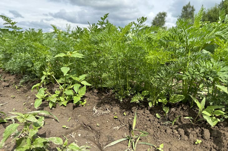 Не срезайте всю ботву с моркови: секрет более сладкого урожая морковь