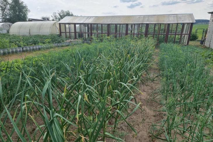 Что будет, если никогда не полоть огород: парадоксальный эксперимент с неожиданным финалом огород