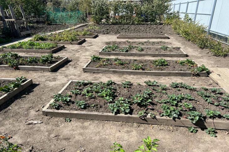 Как осенний влагозарядный полив спасает сад от вымерзания: физика, которую не стоит игнорировать огород