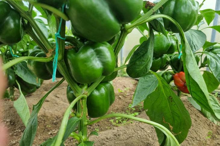 Зачем закапывать яичную скорлупу под перцы: минеральная подпитка для вкусного урожая перцы