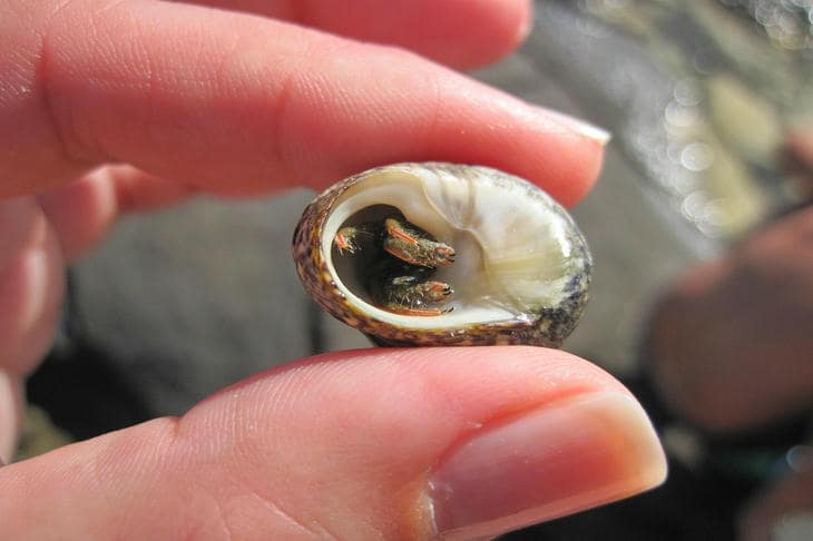 Панцирь для рака-отшельника: почему его потеря — катастрофа рак