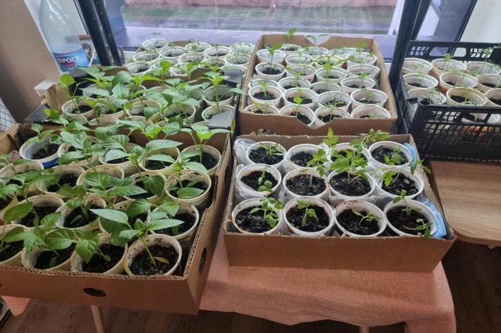 Зачем класть яичную скорлупу в стакан с рассадой: неочевидный лайфхак для мощных сеянцев рассада