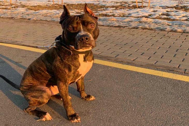 Собачий хвост как средство коммуникации: что скрывается за привычным жестом собака