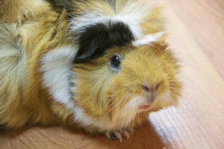 Что будет, если морская свинка не стачивает зубы: тихая катастрофа свинка