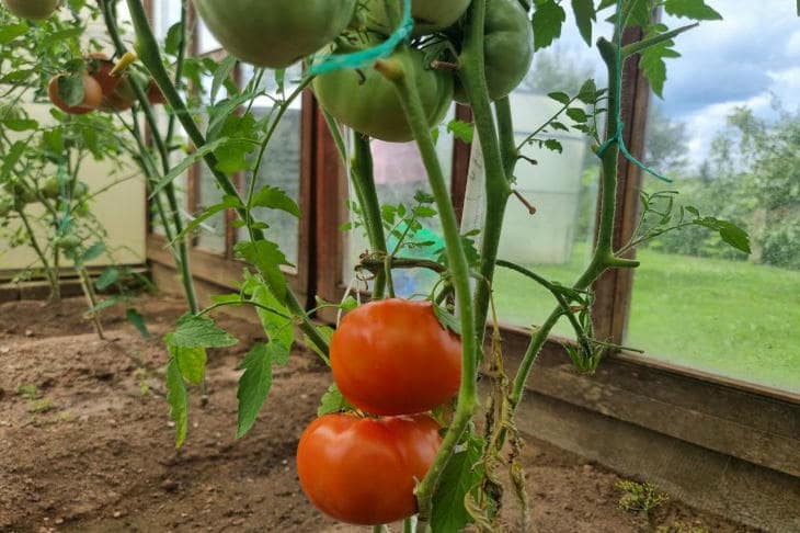 Что произойдет с урожаем, если не пасынковать томаты: обратная сторона буйной зелени томат