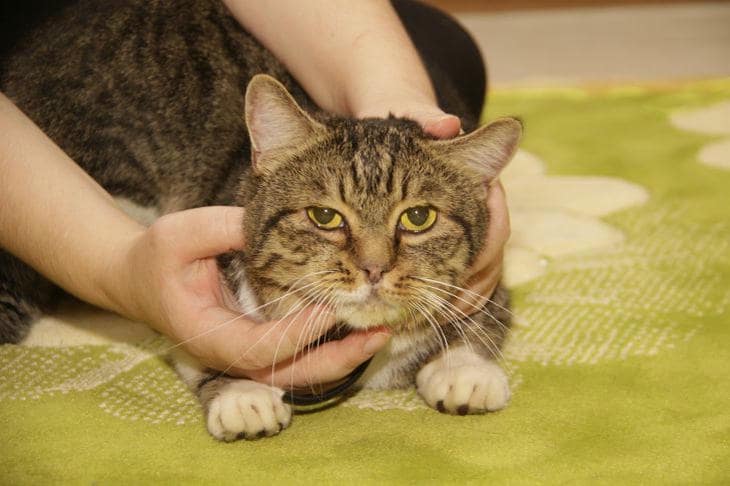 Что будет, если кормить кошку только сухим кормом: тихие риски за фасадом удобства кот