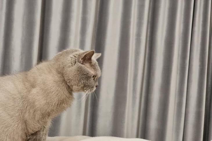 Почему кот смотрит в пустоту: мистика или тонкая настройка чувств кот