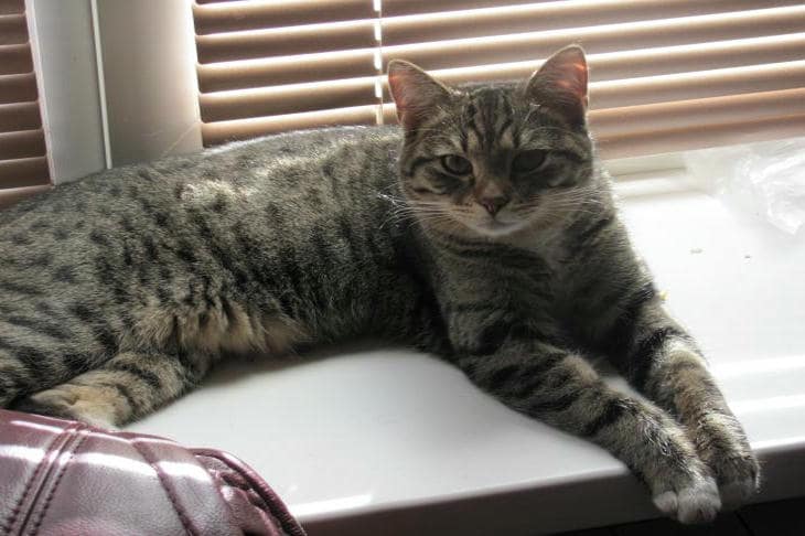 Зачем кошка делает паузу перед прыжком: секунда, в которой решается исход охоты кот