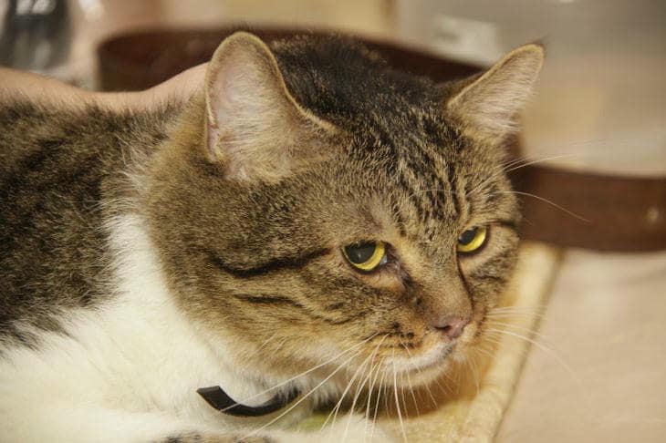 Зачем кошка носит игрушки в миску с водой: забытая логика дикого охотника кот