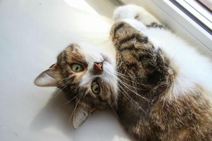 Зачем запрещают самовыгул кошек: городская ловушка для древнего инстинкта кот