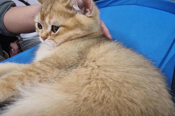 Какой мелодией лечат души кошек: звуки, которые переписывают кошачий стресс на тихую лапу кот