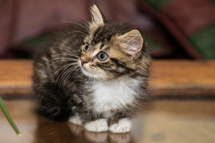 Почему сухой корм — это не просто гранулы: скрытая экосистема в миске вашего хищника кот