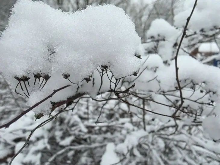 Какой сегодня праздник: 16 декабря 2025 года природа