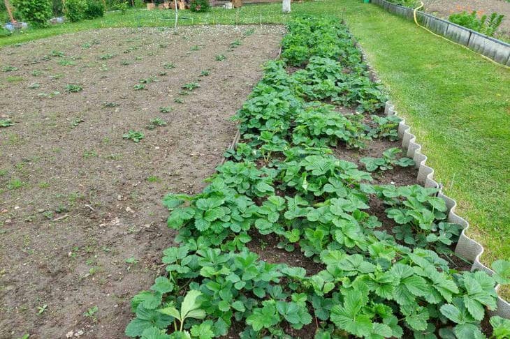 Как превратить кухонные отходы в садовое золото: правда о яичной скорлупе огород