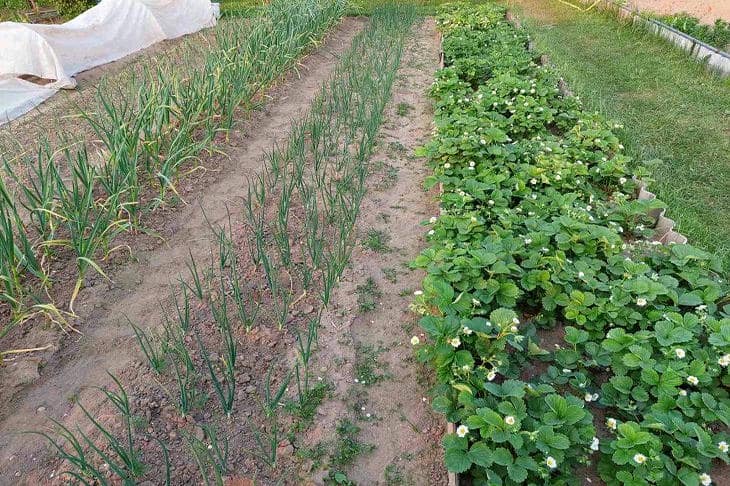 Как невидимые жители почвы работают на ваш урожай: правда о мире под лопатой огород