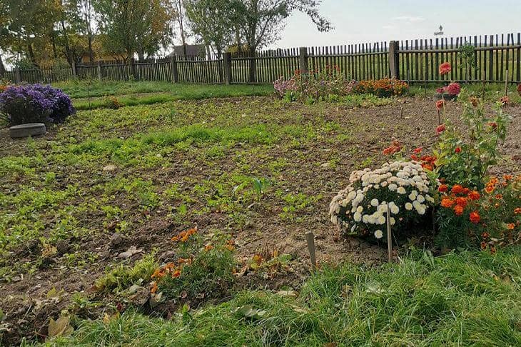 Почему молочная сыворотка бесполезна на грядке в чистом виде: научный взгляд на народную практику огород