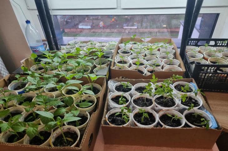 Что будет, если огурцы поселятся на вашем северном окне огурцы