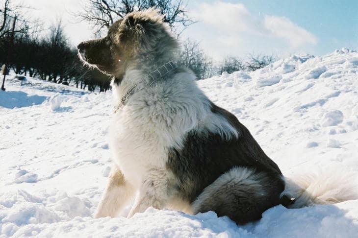 Почему зимняя прогулка с собакой — это не подвиг, а искусство: игра на грани комфорта и риска собака