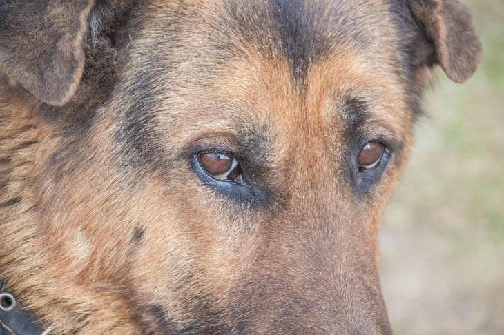 Как совместный сон с питомцем меняет архитектуру ночи: деликатный баланс пользы и вреда собака