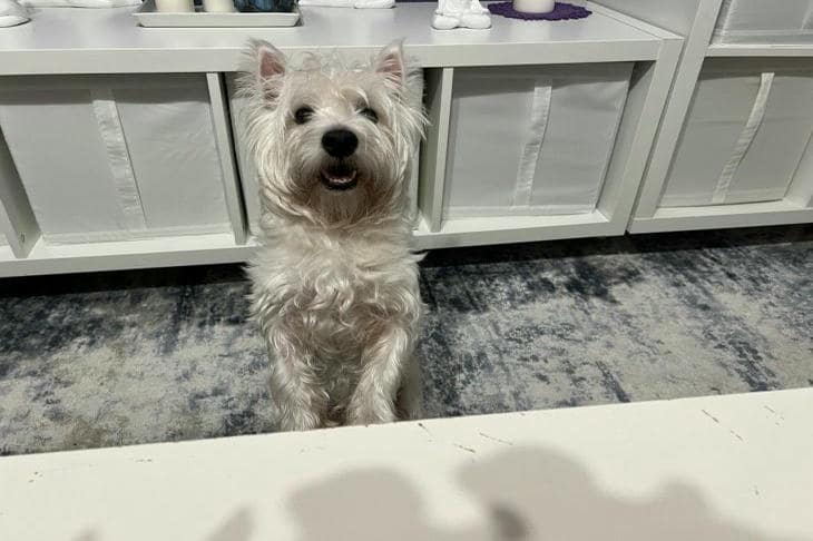 Зачем собаке облизывать морду другой собаке: этикет, дружба и социальные игры собака