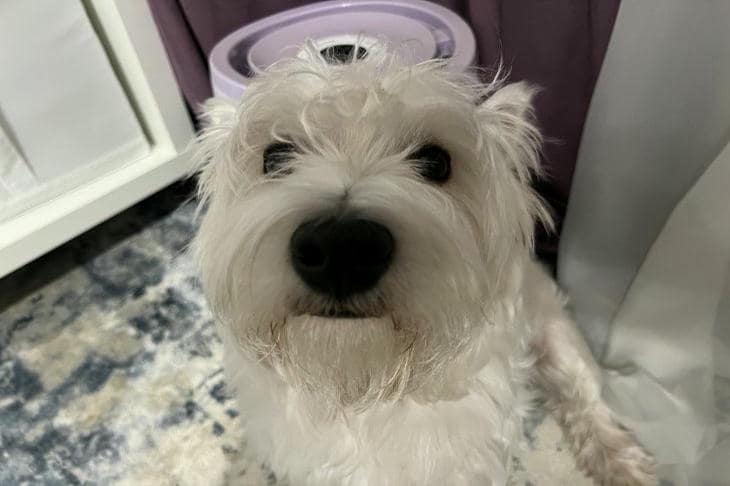 Что будет, если разрешить собаке все: мифы о вседозволенности и границы собака