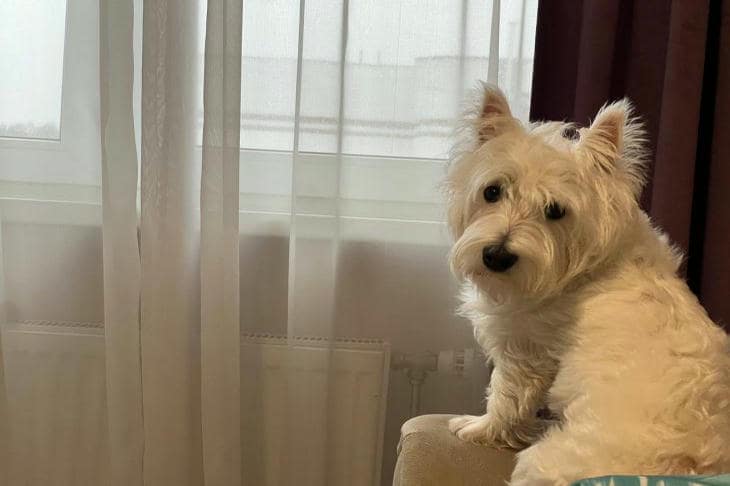 Почему собака воет на сирены: загадка акустического резонанса собака