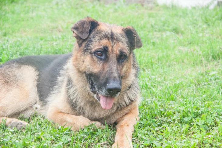 Как прогулка с собакой превращается в скучную обязанность: день, когда мир перестал пахнуть собака