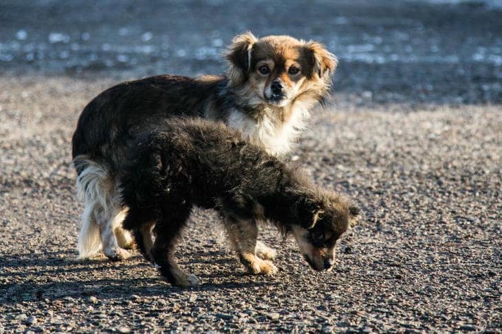 Когда щенок перестает быть щенком: миф о первом дне рождения собака