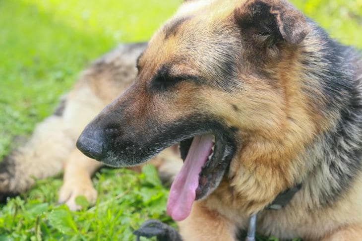 Наклон головы у собаки: не просто милость, а важный сигнал для вас собака