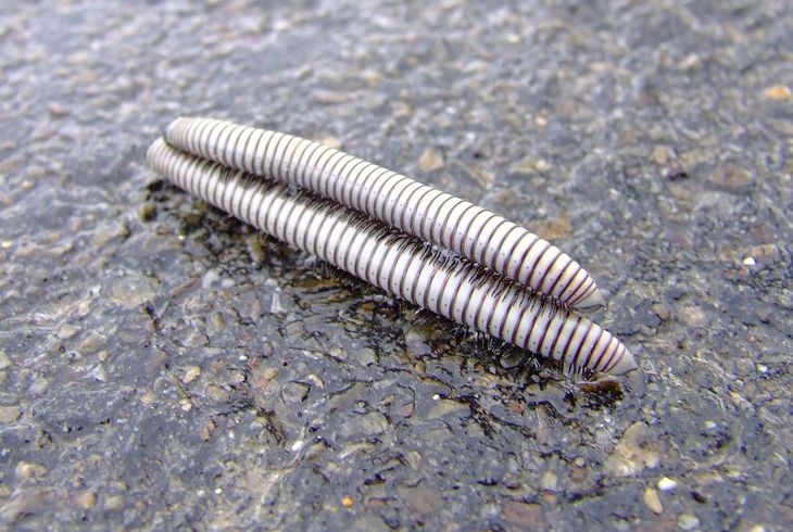 В Китае задержали женщину с живыми червями: килограмм насекомых она спрятала в штанах черви