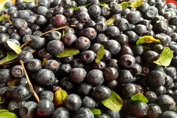 Что будет, если готовить замороженные ягоды как свежие: урок сохранения сока черника