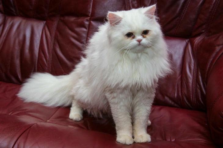 Как кошки метят вашу квартиру носом: невидимая сеть ароматов кот