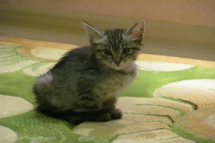 Почему кошки обожают коробки из-под курьера: истерика из-за картона как спасительный круг кот