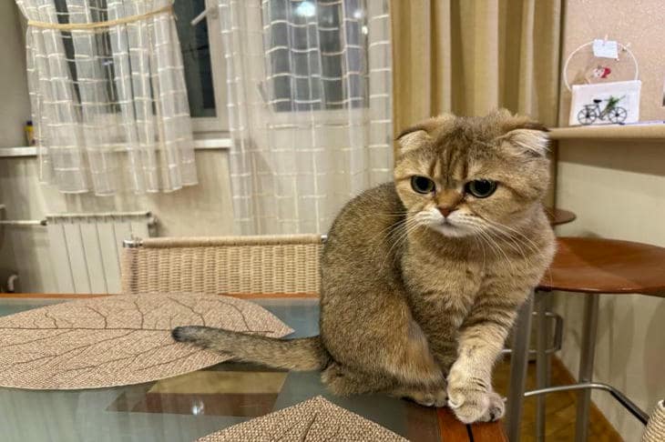 Что будет, если кошке запретить сидеть на столе: борьба за высоту как вопрос выживания кот