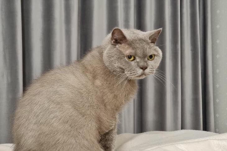 Почему кошка бьет вас по лицу хвостом: жест контроля, который мы принимаем за ласку кот