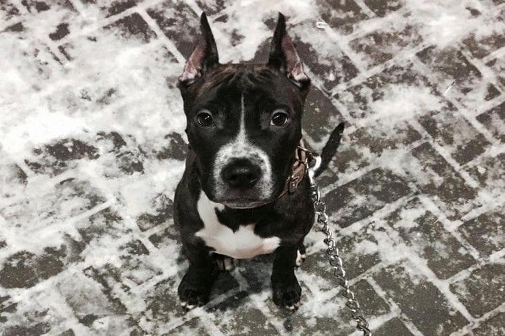 Как собака определяет время прогулки: тайный хронометр в организме вашего питомца собака